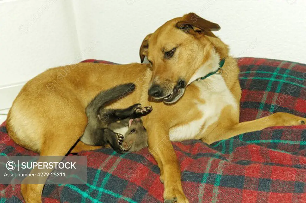 animal friendship: half breed dog and young beech marten on blanket