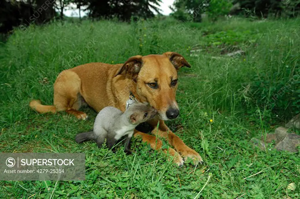 animal friendship: half breed dog and young beech marten on meadow