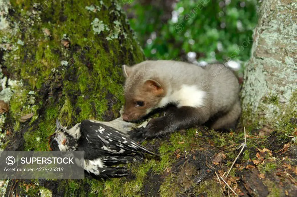 young beech marten with dead Great Spotted woodpecker on tree, Martes foina
