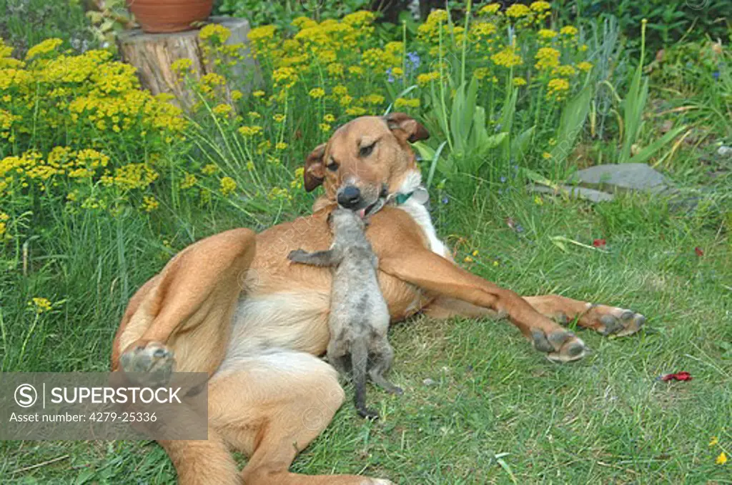 animal friendship: half breed dog and young beech marten