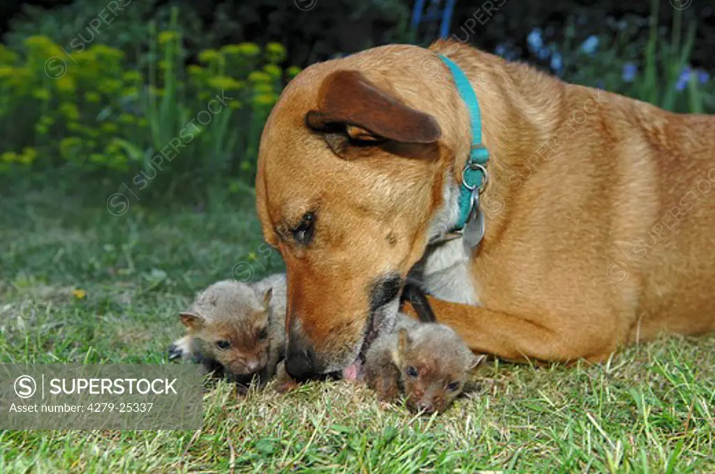animal friendship: half breed dog with two young beech martens