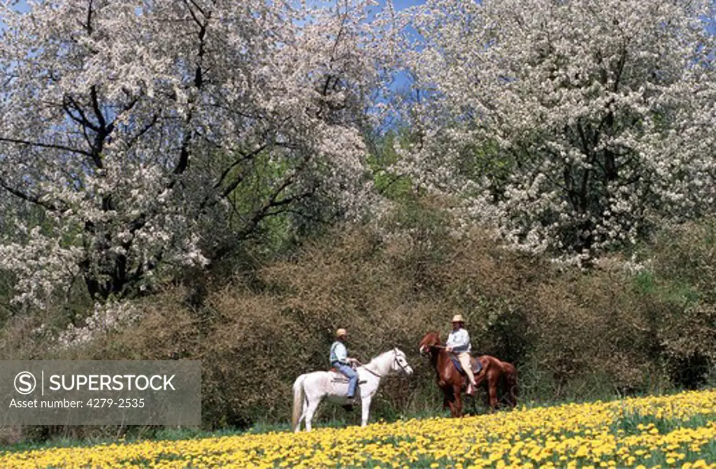 two riders on horses next to flower meadow