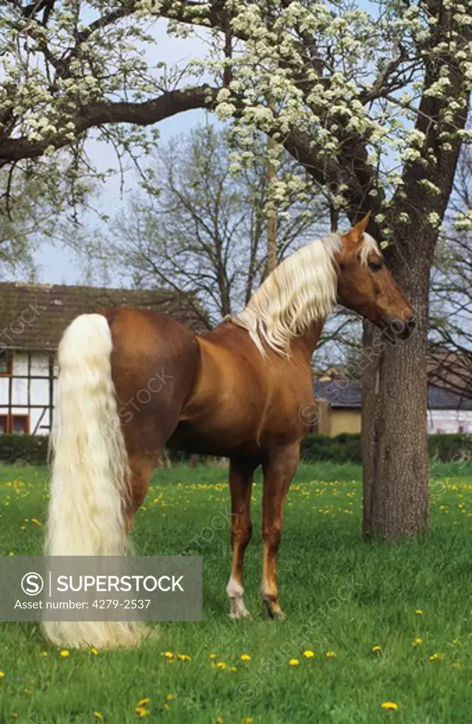 horse standing on meadow