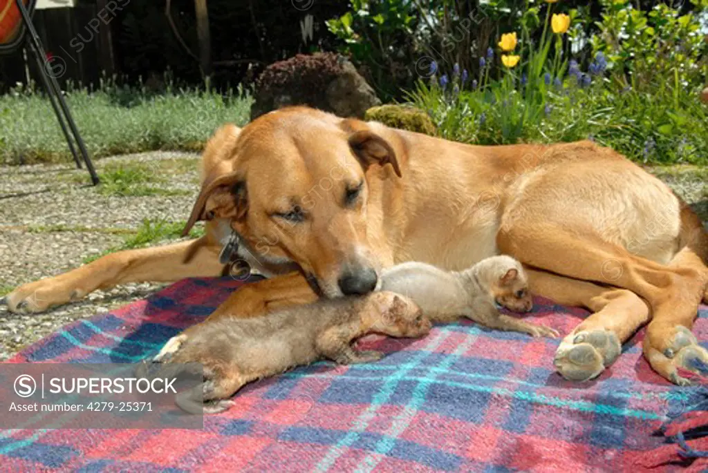 Tierfreundschaft: Mischlingshund und zwei junge Steinmarder - liegend auf Decke, animal friendship: half breed dog and two young beech martens - lying on blanket