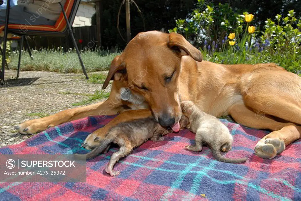 Tierfreundschaft: Mischlingshund und zwei junge Steinmarder - liegend auf Decke, animal friendship: half breed dog and two young beech martens - lying on blanket