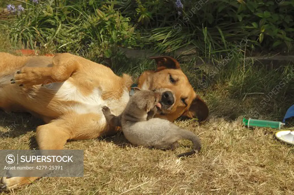 animal friendship: half breed dog and young beech marten - smooching
