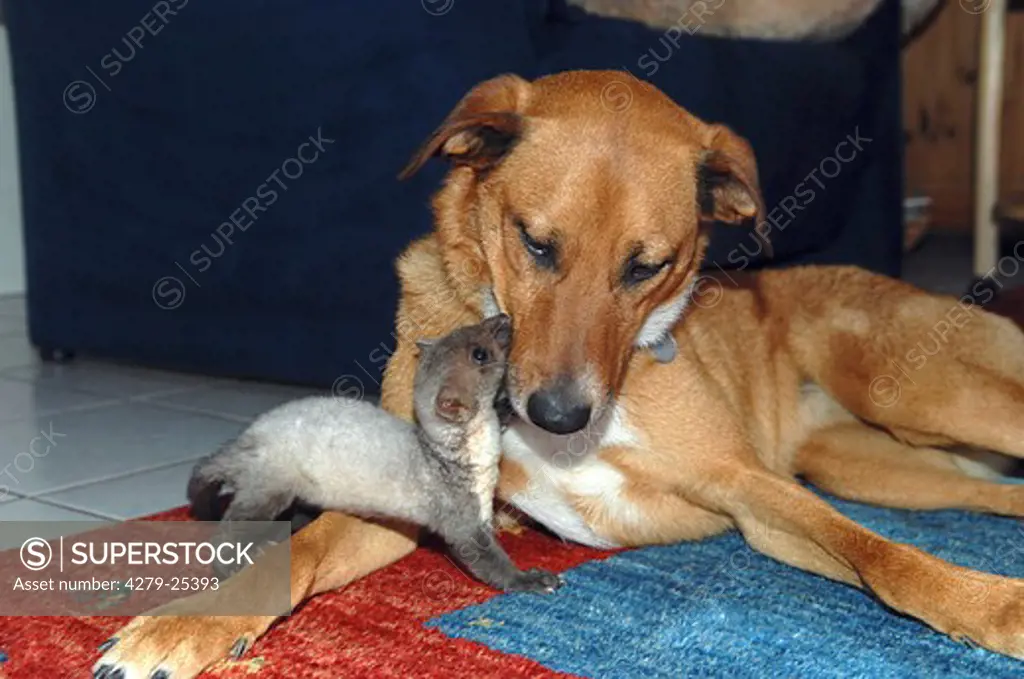 animal friendship: half breed dog and young beech marten - smooching