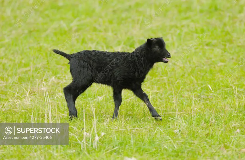 German heath - lamb walking on meadow