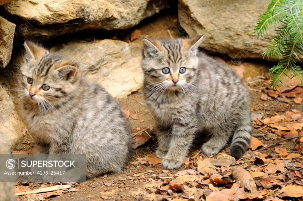 two young European wildcats, Felis silvestris silvestris