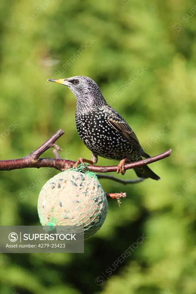 european starling at fodder, Sturnus vulgaris