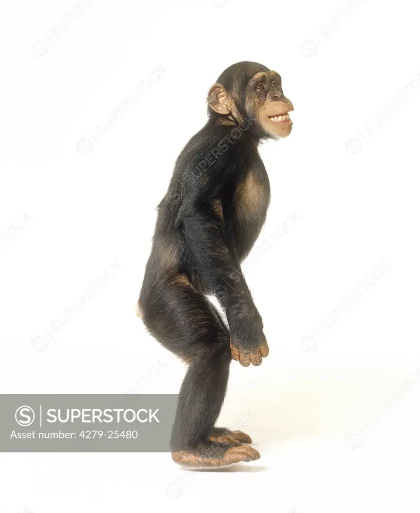 chimpanzee - standing