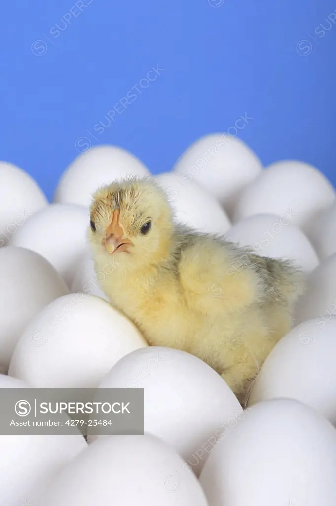 miniature chicken - chick between eggs