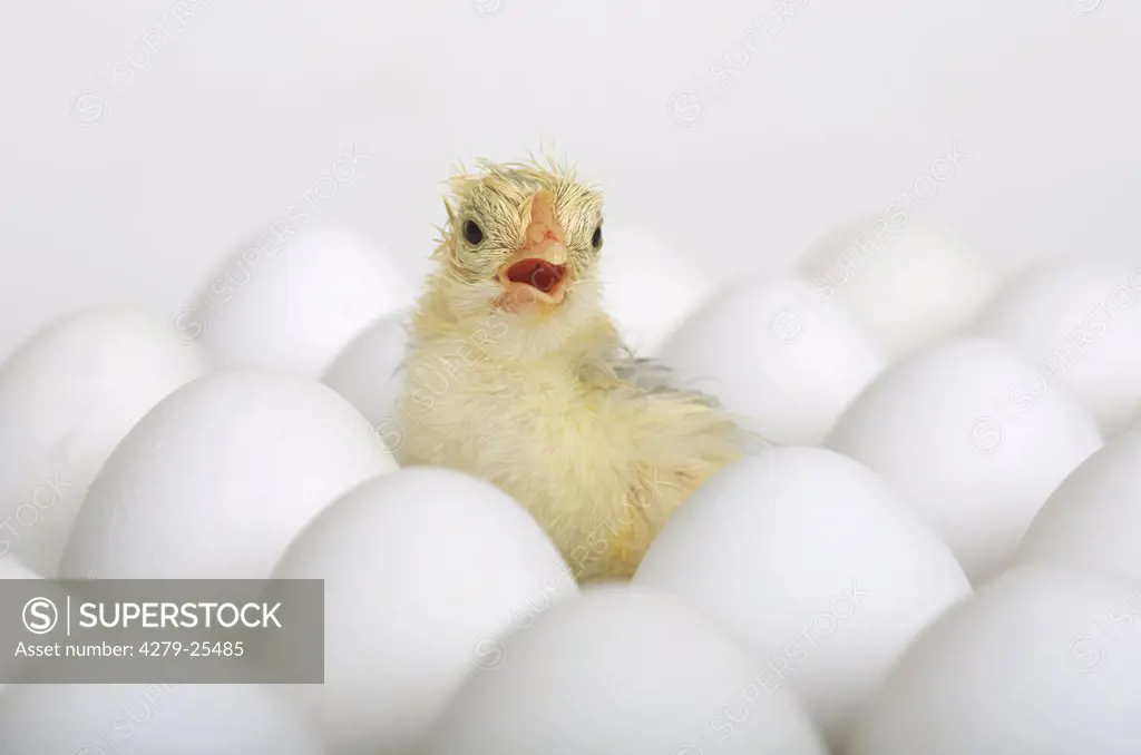 miniature chicken - chick between eggs