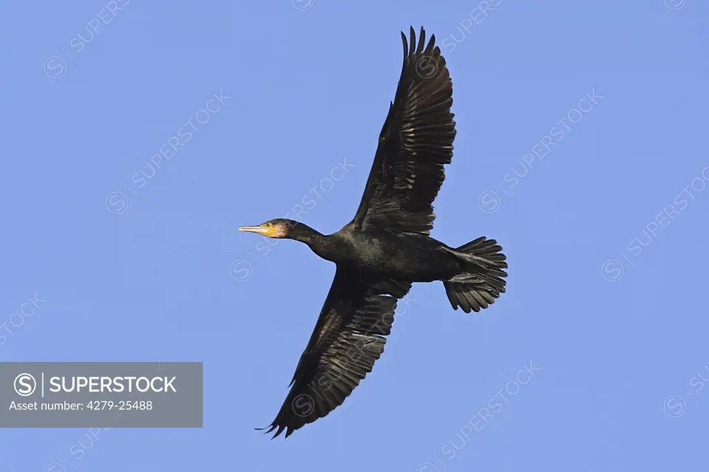 great cormorant - flying, Phalacrocorax carbo