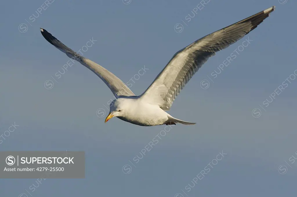 yellow-legged gull - standing, Larus michahellis