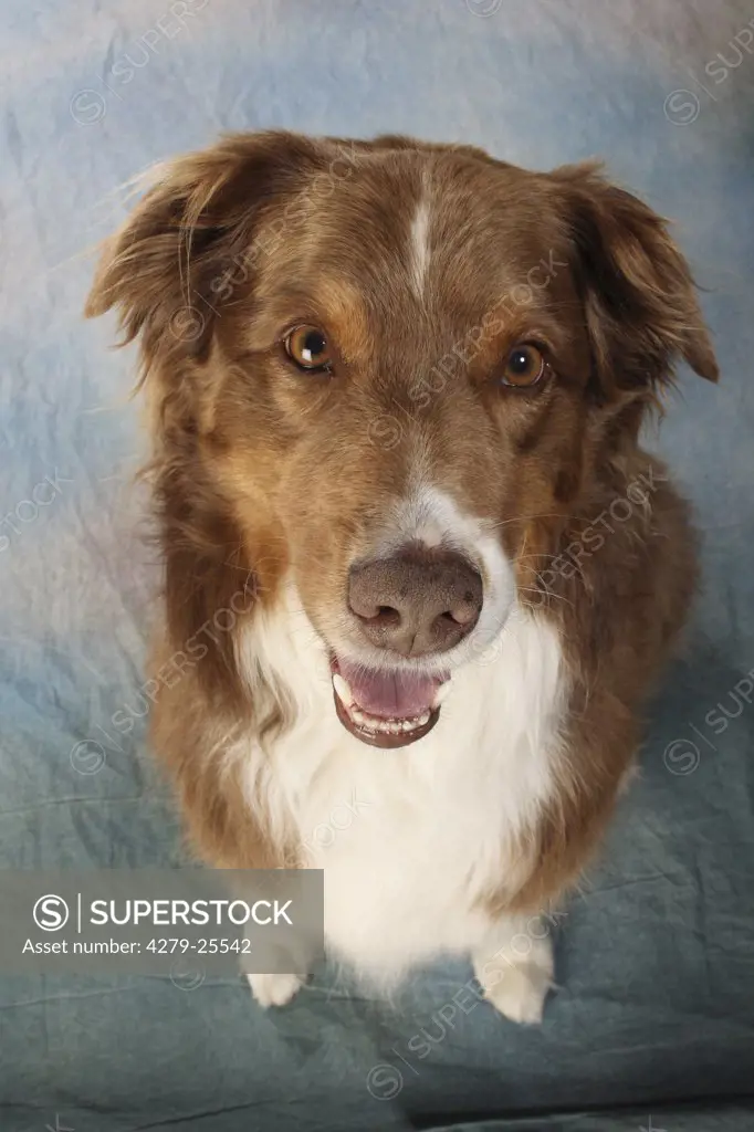 australian shepherd - portrait