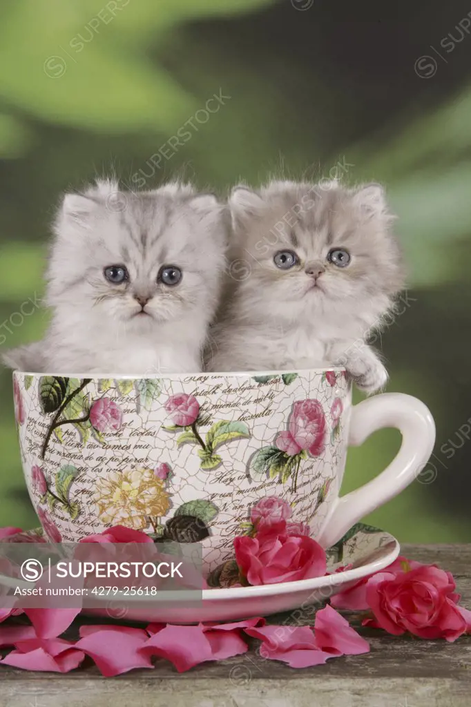 2 highlander kitten - sitting in cup
