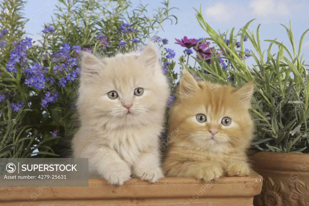 two highlander kitten - sitting in flower pot