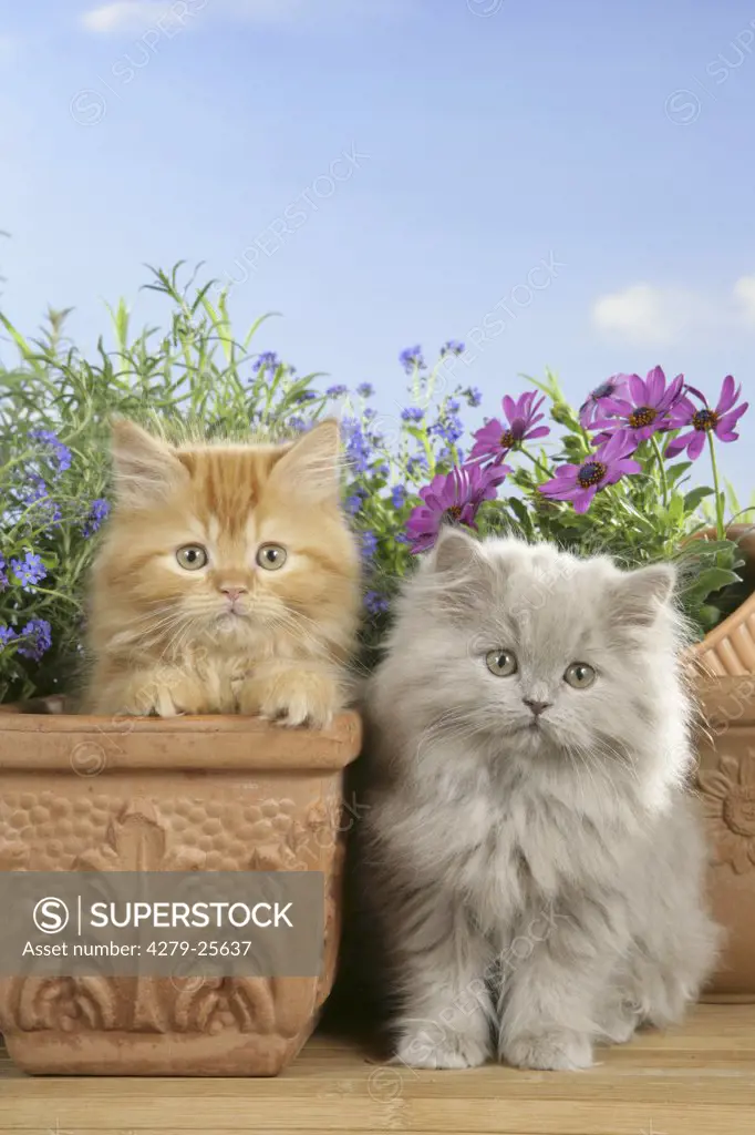 two highlander kitten - sitting in flower pot