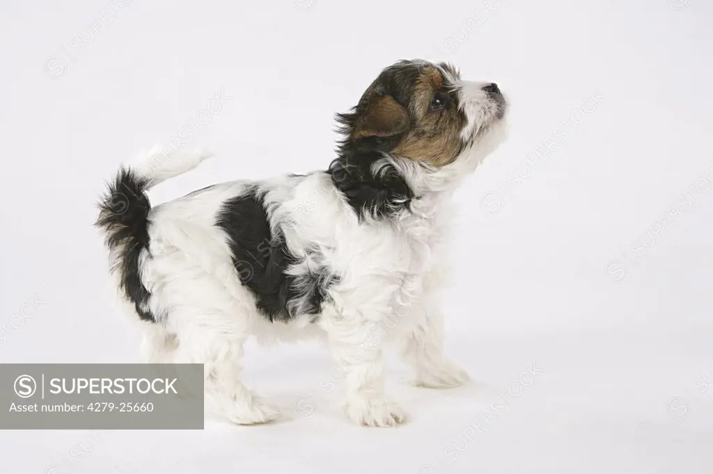 Biewer Yorkshire Terrier puppy - standing