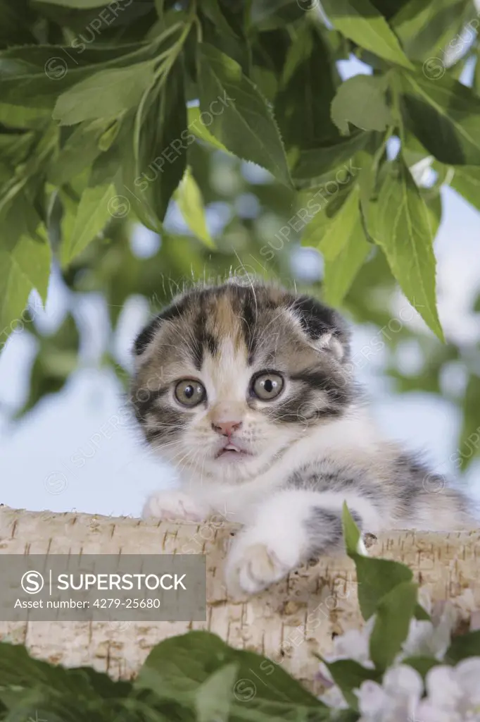 Scottish Fold kitten - lying on tree trunk