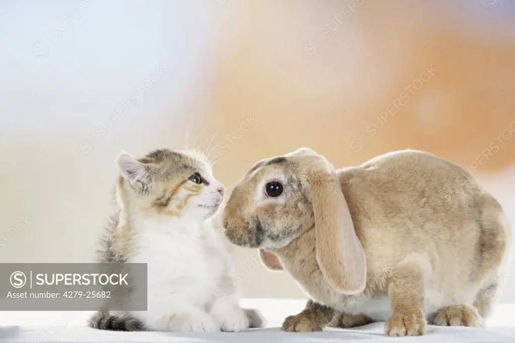 animal friendship : lop-eared dwarf rabbit and kitten