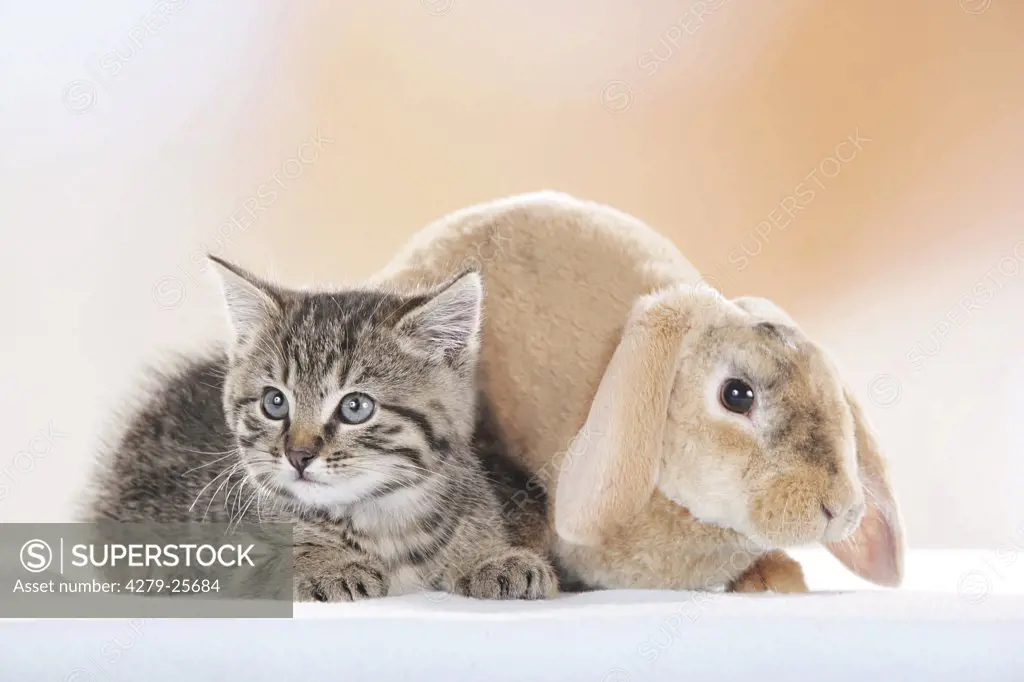 animal friendship : lop-eared dwarf rabbit and kitten