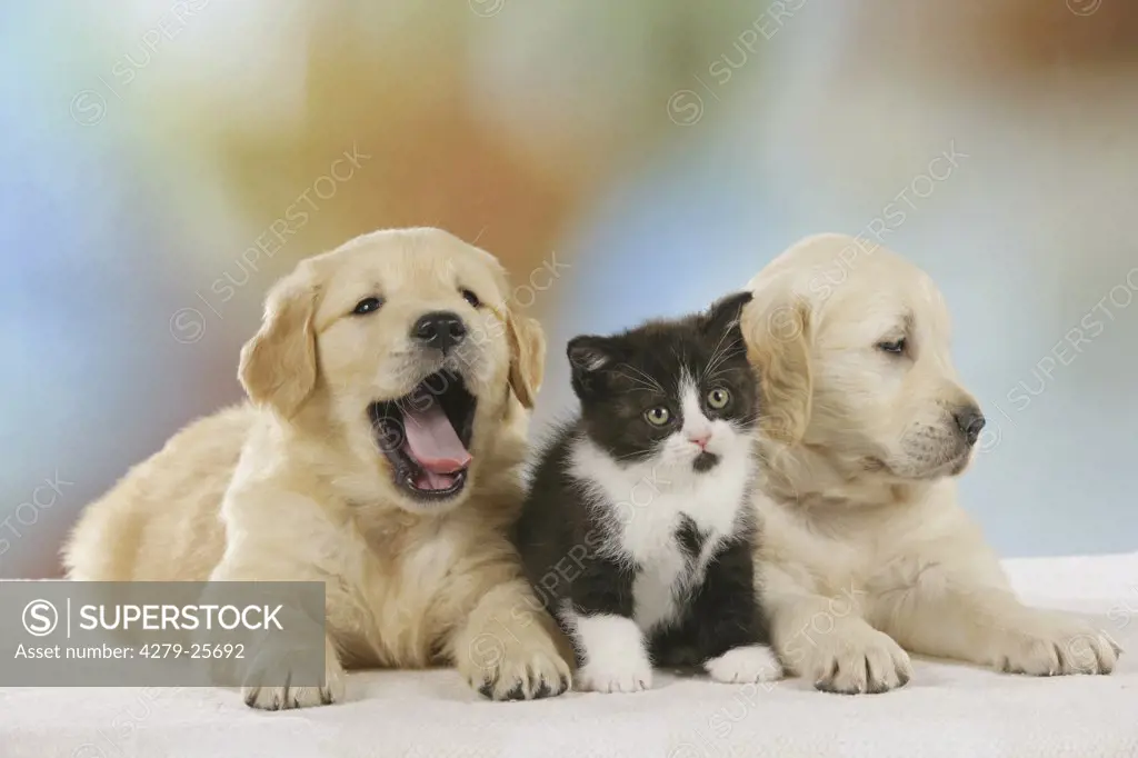 animal friendship : two Golden Retriever puppies and Britsh Shorthair kitten