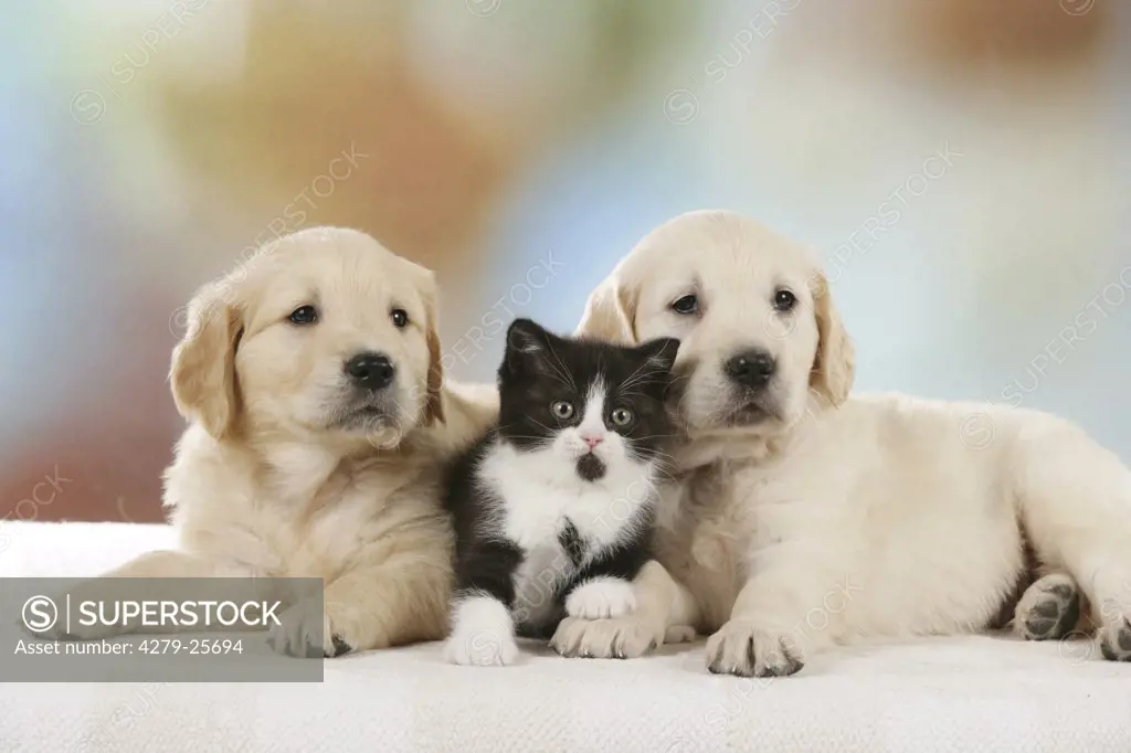 animal friendship : two Golden Retriever puppies and Britsh Shorthair kitten