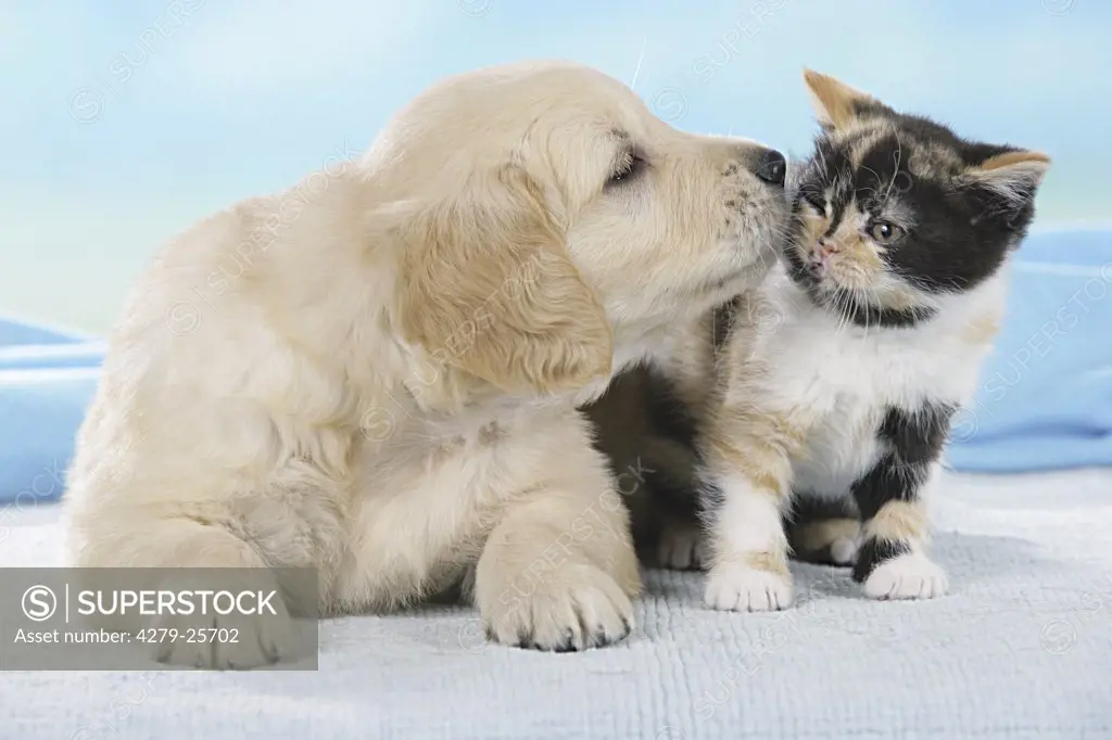 animal friendship : Golden Retriever puppy and Britsh Shorthair kitten