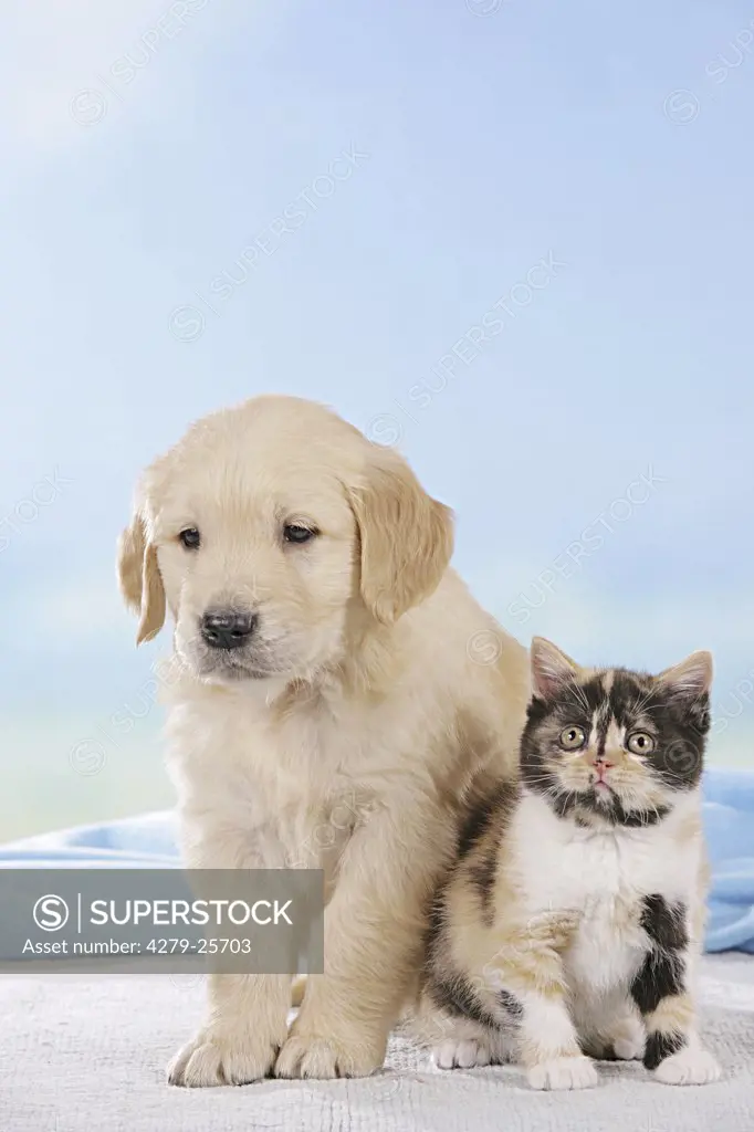 animal friendship : Golden Retriever puppy and Britsh Shorthair kitten