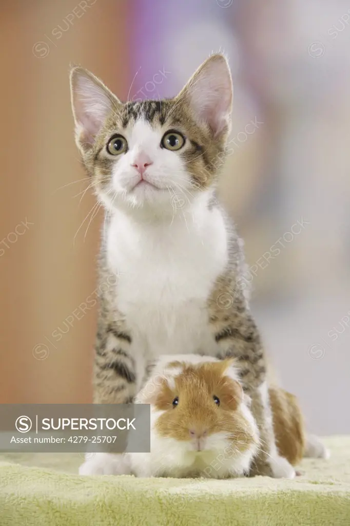 animal friendship : kitten and guinea pig