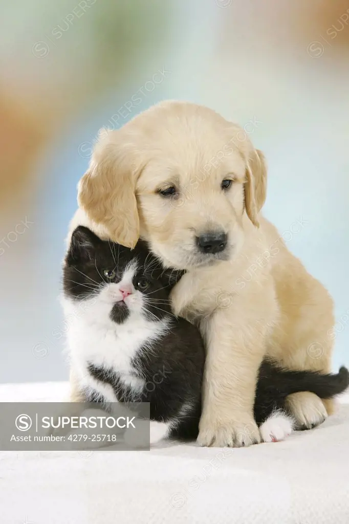 animal friendship : Golden Retriever puppy and British Shorthair kitten