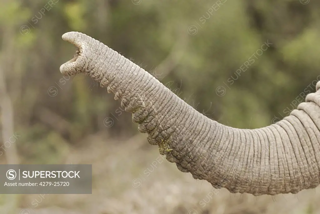 african elephant - trunk, Loxodonta africana