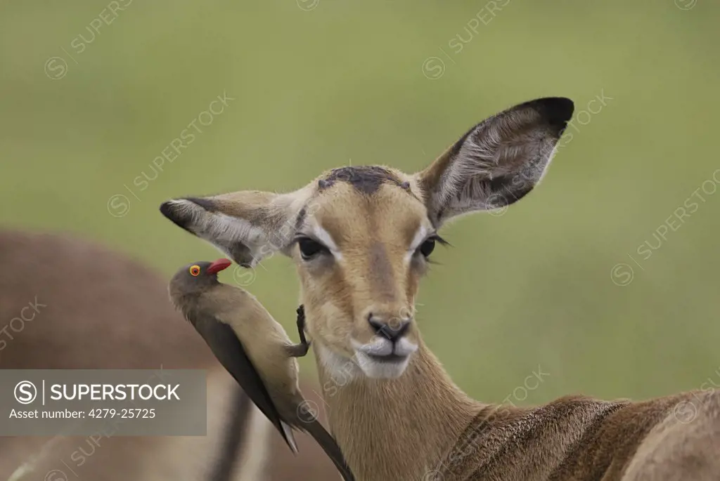impala with Red-billed Oxpecker, Buphagus erythrorhynchus