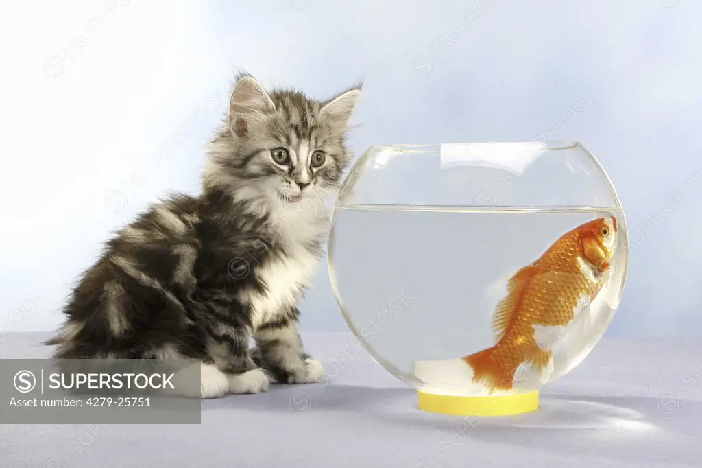 Norwegian forest cat - kitten sitting in front of glass with goldfish