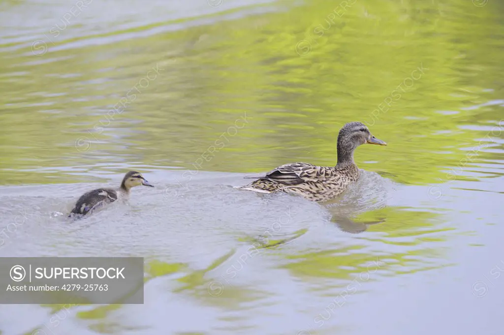 mallard with duckling - swimming, Anas platyrhynchos