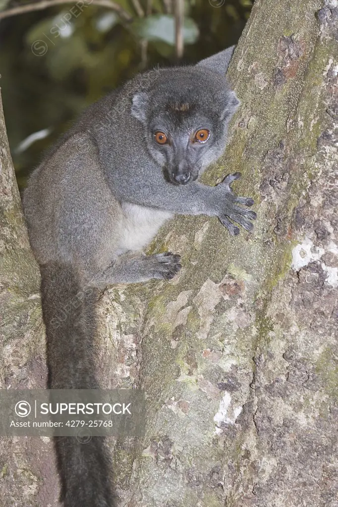 Eastern Lesser Bamboo Lemur - sitting on tree, Hapalemur griseus