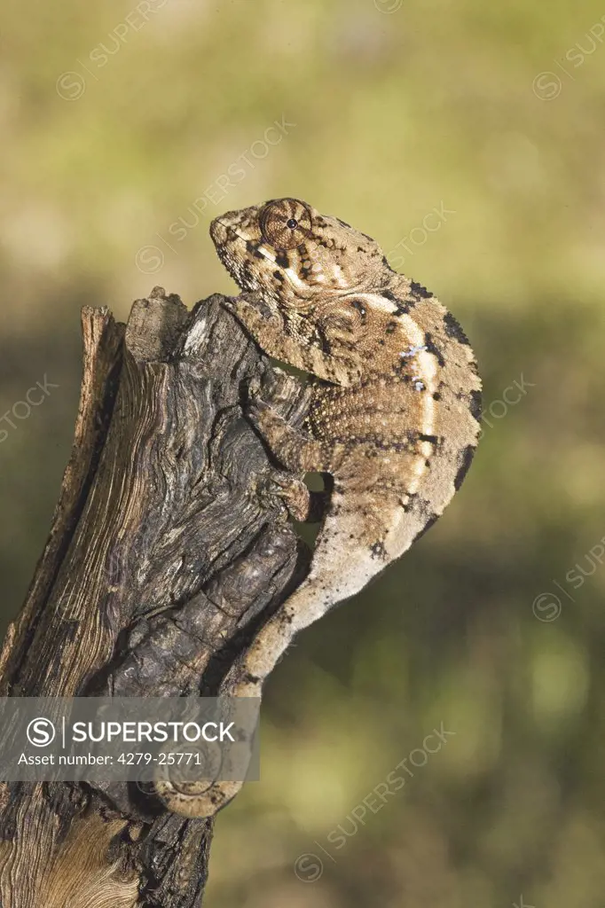 Panther Chameleon - sitting on tree trunk, Furcifer pardalis