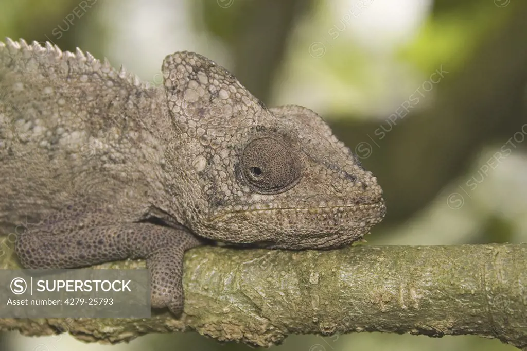 Warty Chameleon - sitting on branch, Furcifer Verrucosus