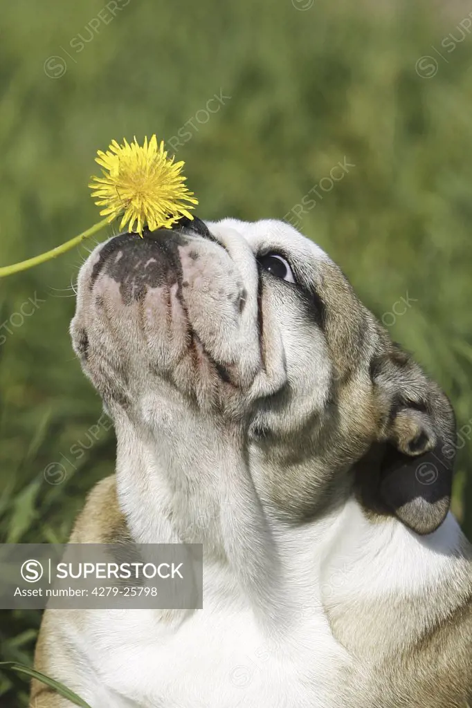 English Bulldog - sniffling at flower