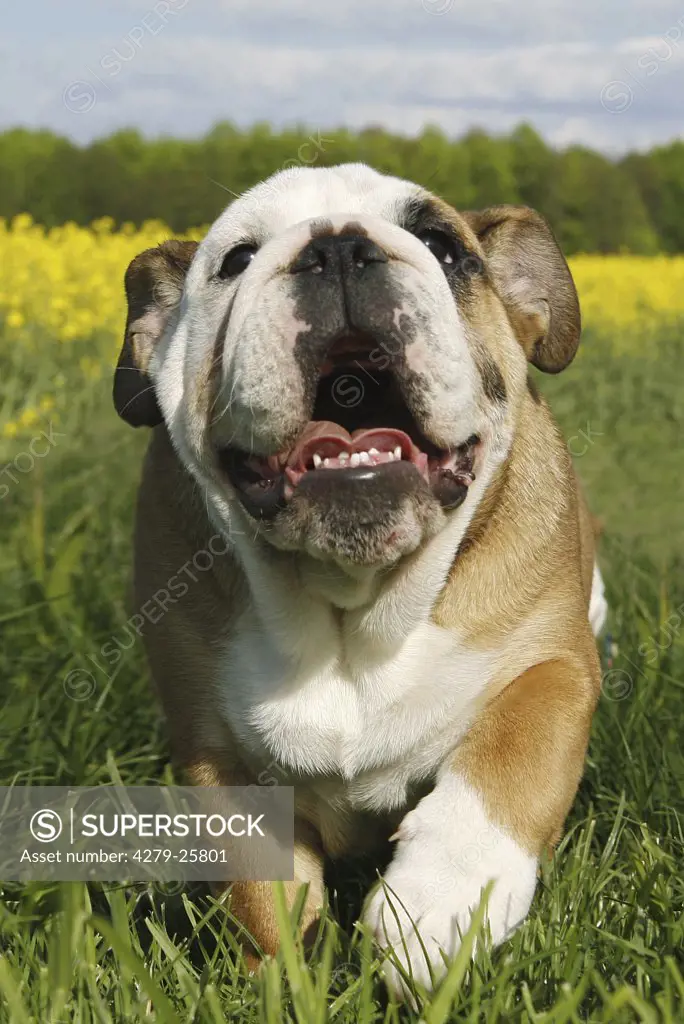 English Bulldog - yawning