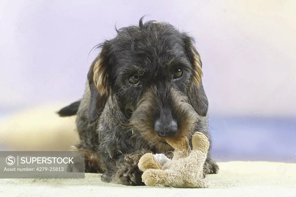 Wire-haired dachshund - standing with cuddly toy