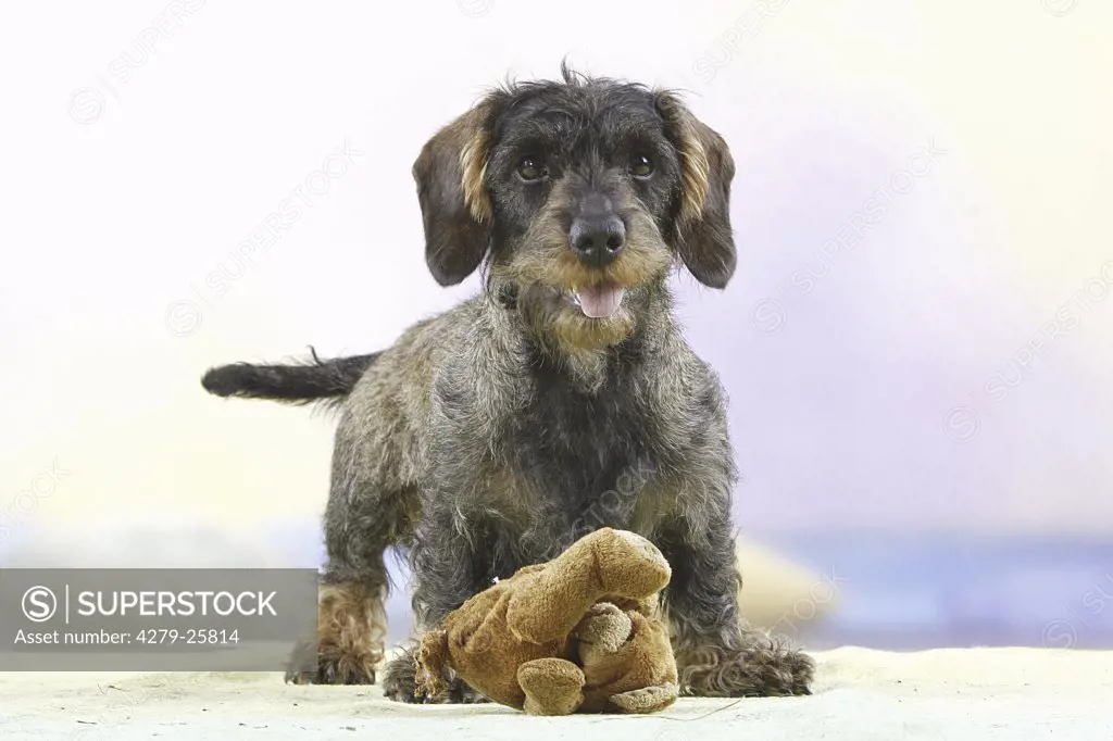 Wire-haired dachshund - standing with cuddly toy