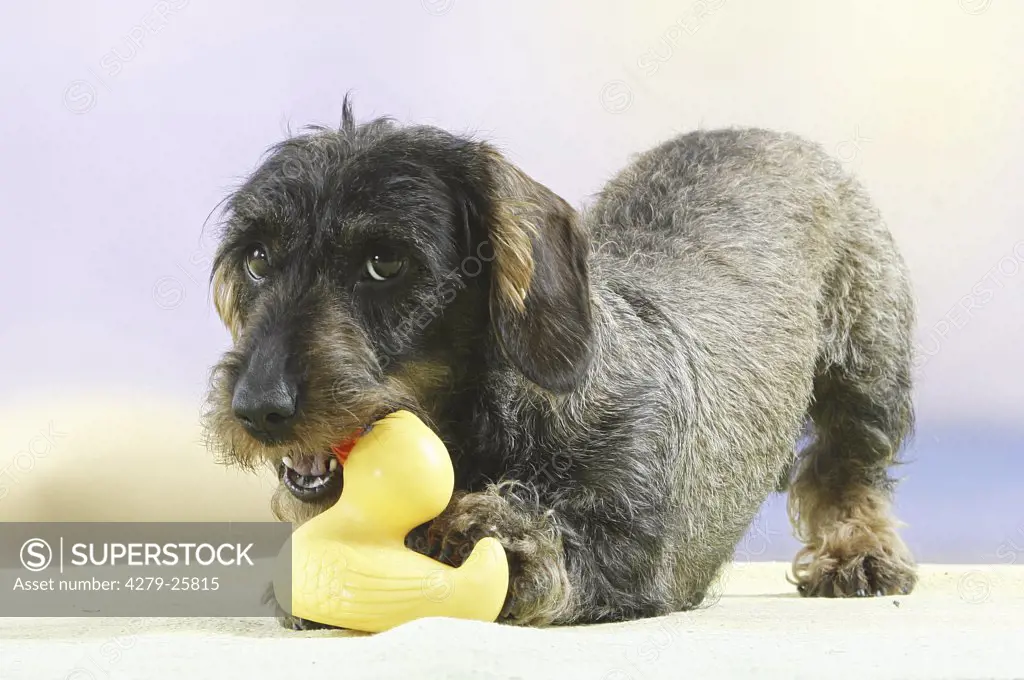 Wire-haired dachshund with rubber duck in muzzle