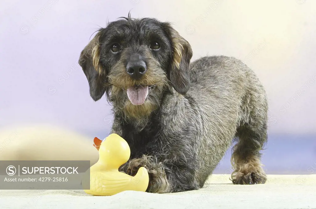 Wire-haired dachshund with rubber duck
