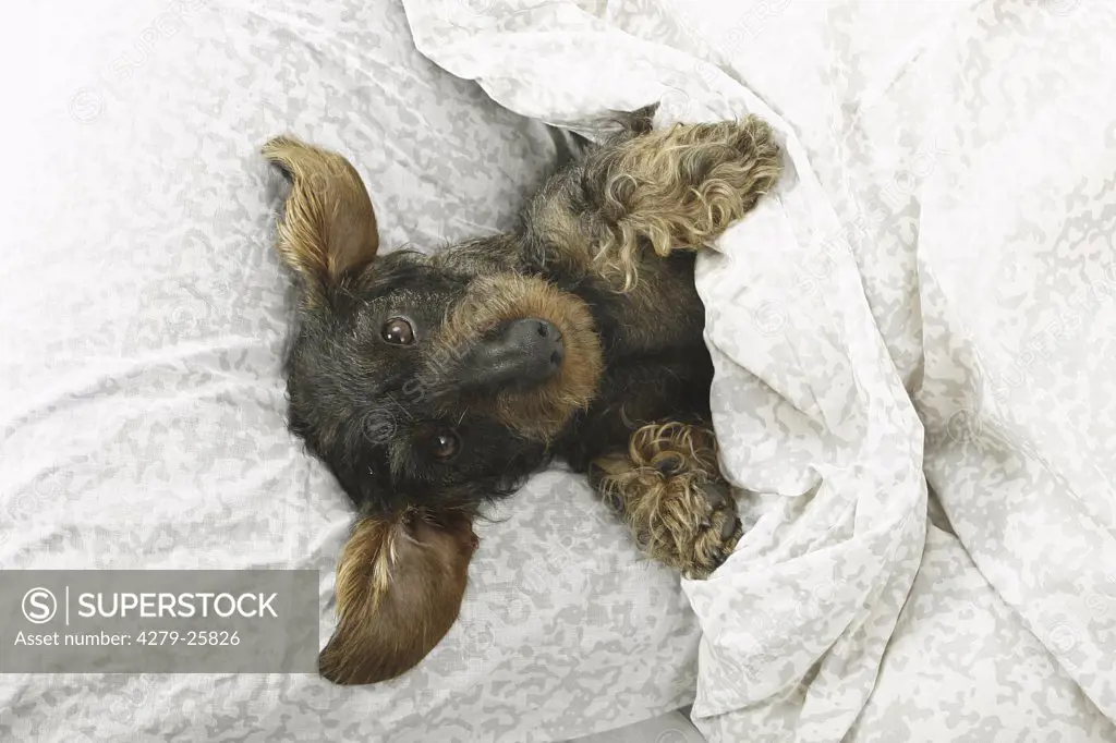 Wire-haired dachshund - lying in bed