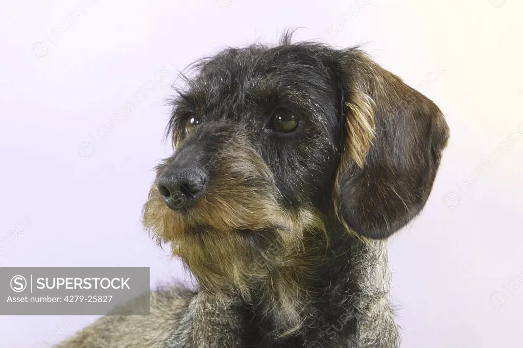 Wire-haired dachshund - portrait