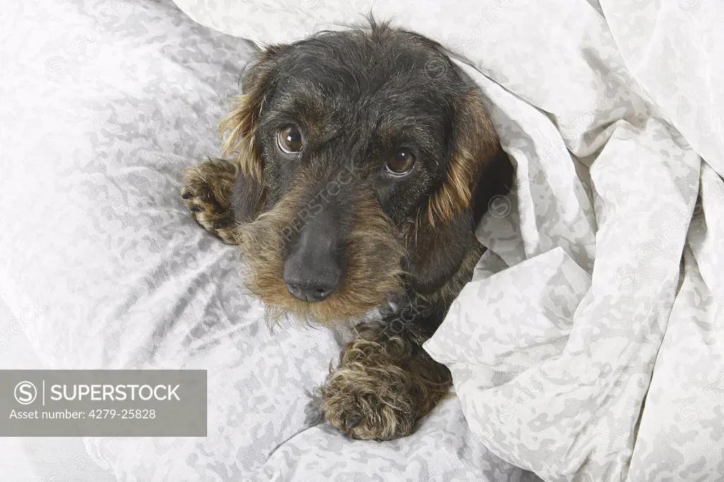 Wire-haired dachshund in bed