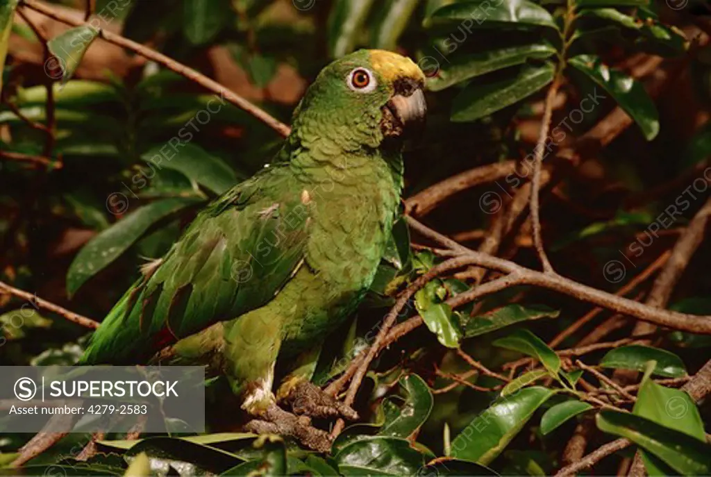 yellow-crowned amazon, yellow-headed parrot, Amazona ochrocephala